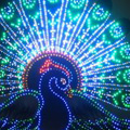 Lit LED Peacock panel